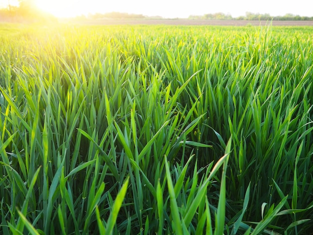 Erba o grano alla luce del sole Un campo con erba verde Sole giallo dorato I raggi di luce avvolgono le piante