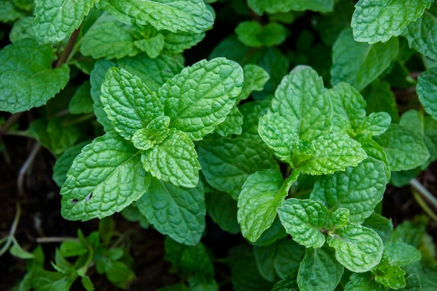 erba o verdure alla menta piperita