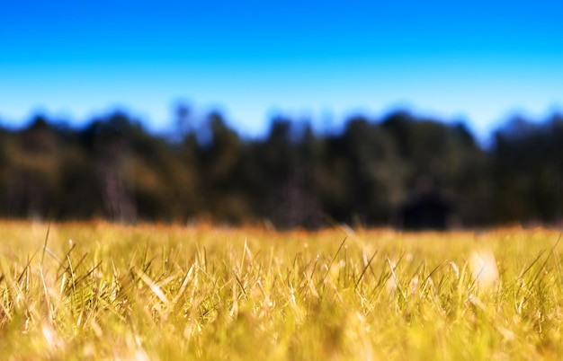 Erba orizzontale sul fondo del bokeh del campo di autunno hd