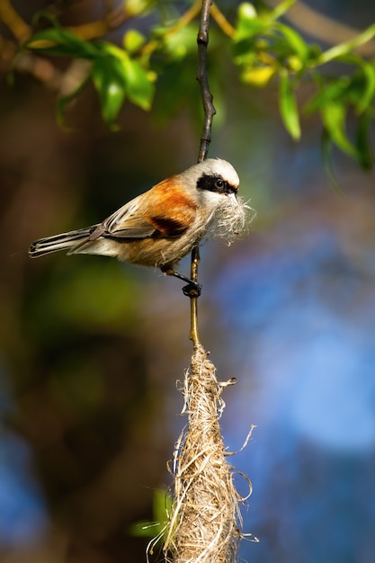 Erba penduline europea della tenuta del tit in becco e nido d'attaccatura della costruzione