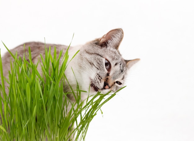 Erba per gatti, il gatto grigio mangia l'erba.