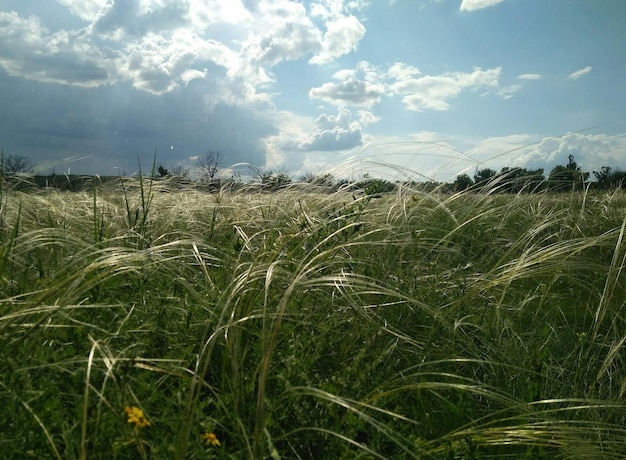 Erba piuma in fiore nella steppa in primavera sullo sfondo di un cielo nuvoloso blu