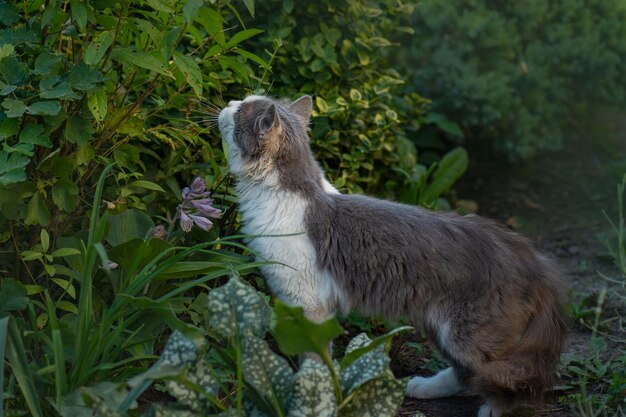 Erba profumata di gatto tra fiori che sbocciano Fiore odoroso di gattino Fiore profumato di gatto