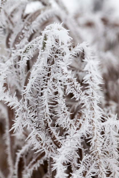 Erba ricoperta di brina e neve in inverno