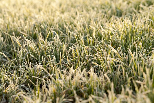 Erba ricoperta di cristalli di ghiaccio e brina durante le gelate invernali con tempo soleggiato