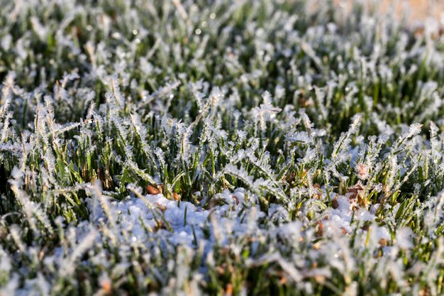 Erba ricoperta di gelo bianco freddo nella stagione invernale