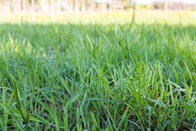 Erba Ruzi per l'alimentazione animale Brachiaria ruziziensis