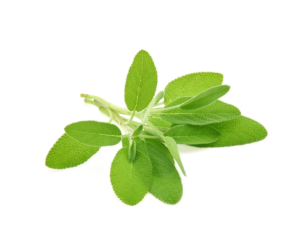 Erba salvia isolato su sfondo bianco