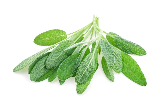 Erba salvia isolato su sfondo bianco