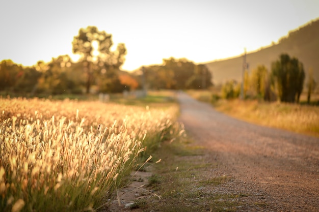 Erba secca accanto a una strada di campagna in Australia