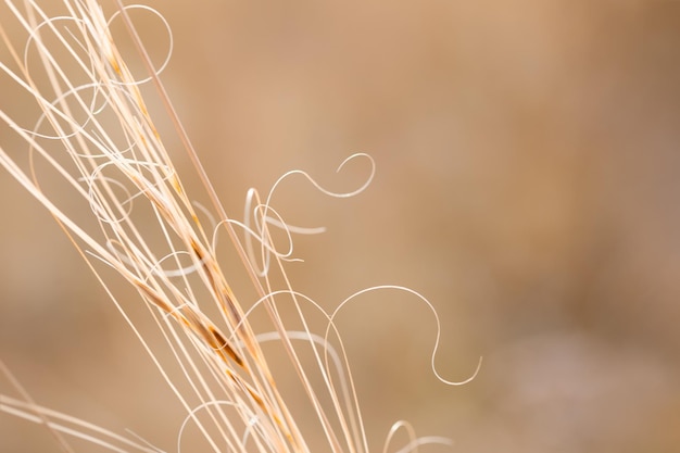 Erba secca autunnale in un campo. Sfondo sfocato della natura. Immagine macro, profondità di campo ridotta