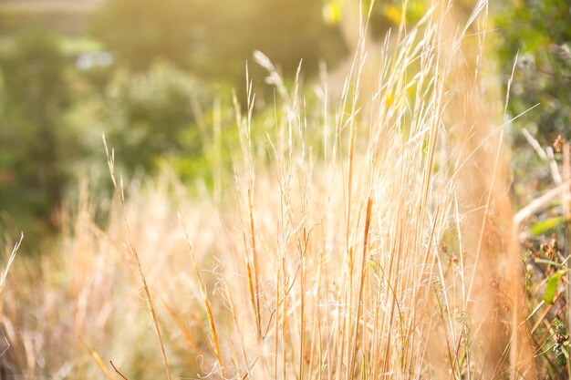 Erba secca autunnale. Tempo di raccolta. Bel paesaggio. Trama naturale.