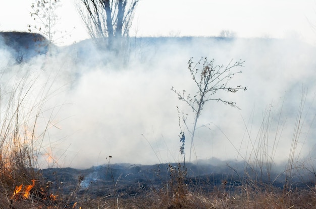 Erba secca che brucia il giorno del campo primo piano Brucia erba secca Fiamma fuoco fumo