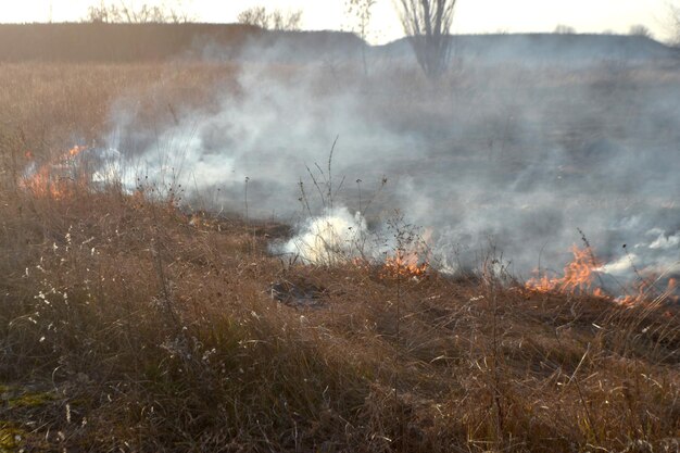 Erba secca che brucia sul campo durante il giorno primo piano che brucia erba secca nel campo fiamma fuoco fumo cenere essiccata