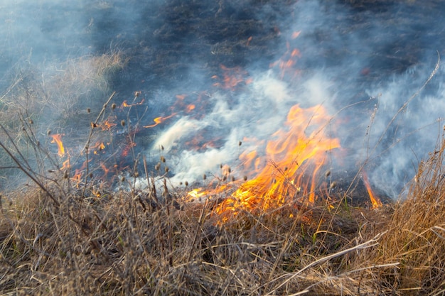 Erba secca che brucia sul campo durante il giorno primo piano che brucia erba secca nel campo fiamma fuoco fumo cenere essiccata