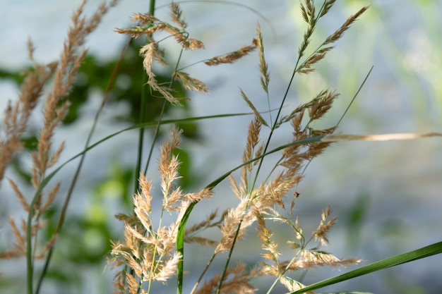 Erba secca dorata sullo sfondo dell&#39;acqua.