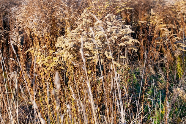 Erba secca gialla nella stagione autunnale sul campo