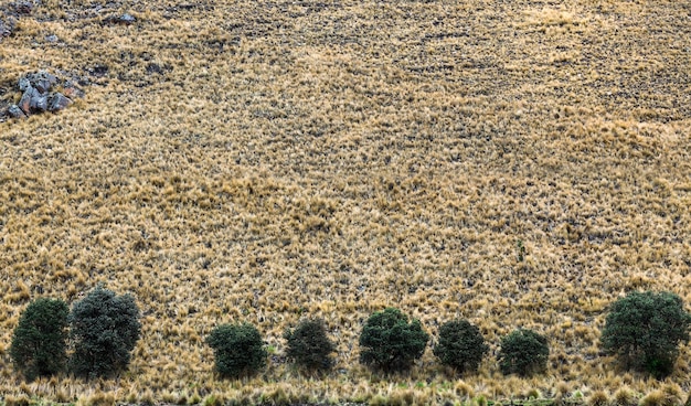 Erba secca in un pascolo