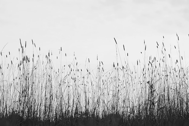 erba secca raggi del sole sfondo vento natura paesaggio libertà