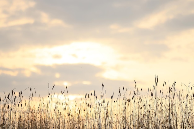 erba secca raggi del sole sfondo vento natura paesaggio libertà