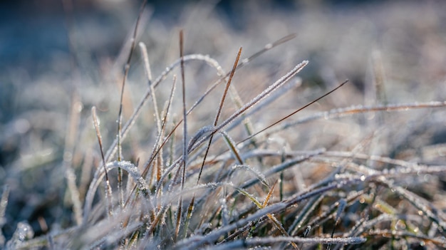 Erba secca ricoperta dal primo gelo al mattino, le stagioni autunnali e invernali cambiano, il primo gelo autunnale