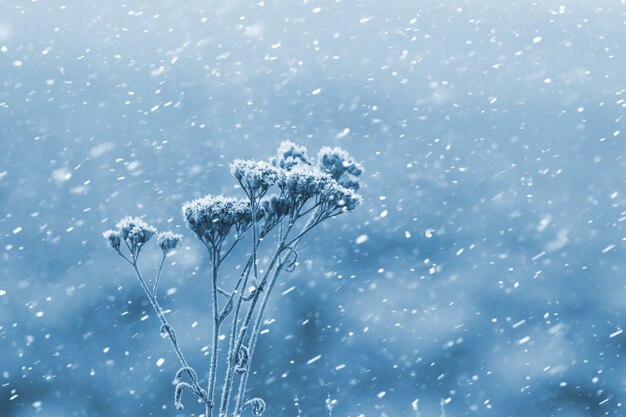 Erba secca ricoperta di brina su uno sfondo sfocato durante una nevicata. Sfondo invernale