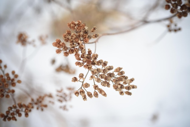 Erba secca su uno sfondo di neve