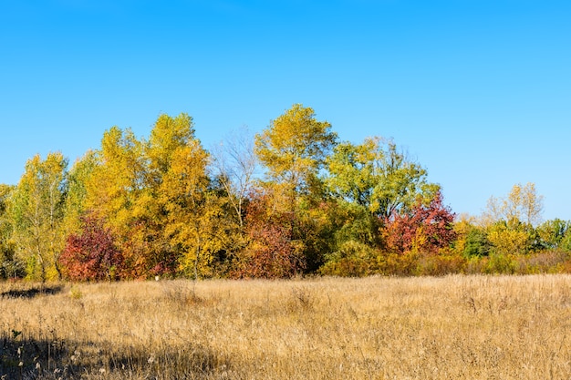 Erba secca sul prato. Paesaggio autunnale