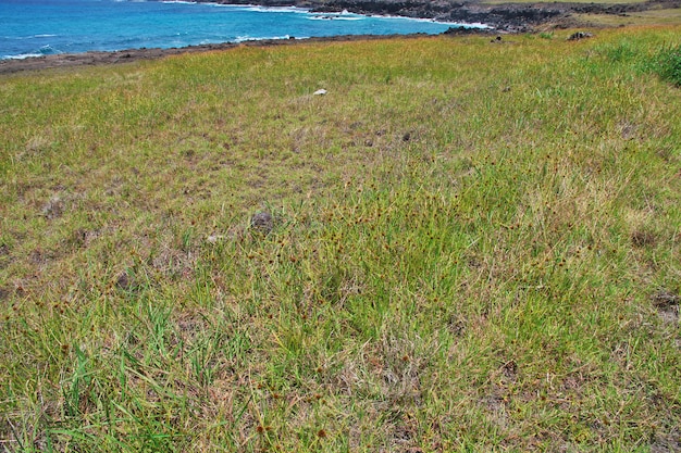 Erba secca sull'Isola di Pasqua, Cile