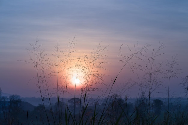 Erba selvatica al tramonto del mattino