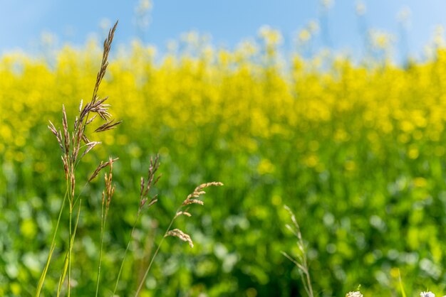 Erba selvatica di brome sulle praterie del Saskatchewan con un campo di colza giallo