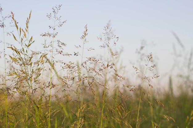 erba selvatica in fiore e cielo serale in campagna