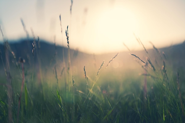 Erba selvatica in montagna al tramonto. Immagine macro, profondità di campo ridotta. Filtro d'epoca. Priorità bassa della natura di estate.