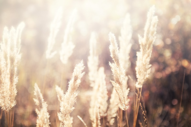 Erba selvatica in un campo al tramonto. Immagine macro, messa a fuoco selettiva, sfondo della natura