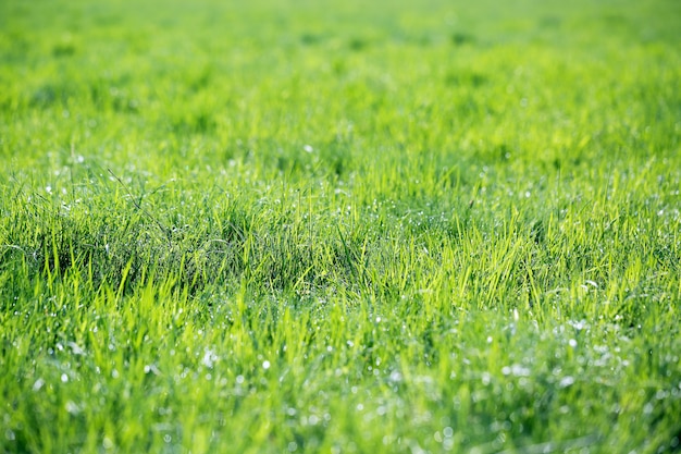 Erba succosa verde