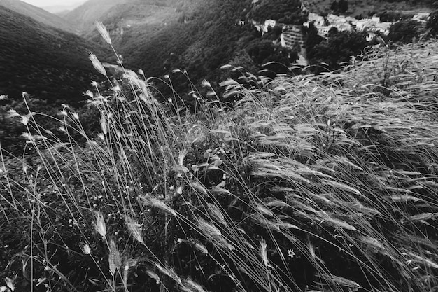 Erba sul campo durante l'alba. Paesaggio agricolo nel periodo estivo