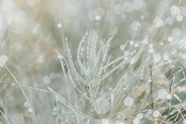 Erba sul prato con le gocce dell'acqua inumidiscono alla luce di mattina nella macro del primo piano dell'estate di primavera all'aperto, panorama. Bella immagine artistica di purezza e freschezza della natura, copia spazio.