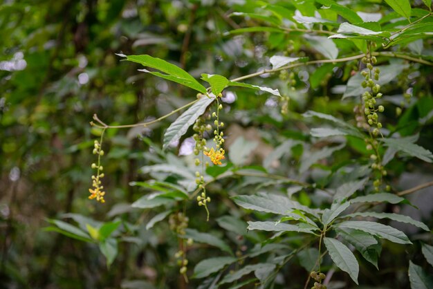 erba tailandese nella foresta