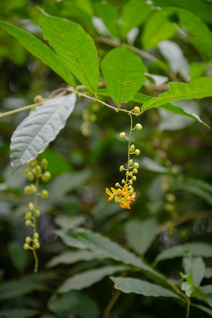 erba tailandese nella foresta