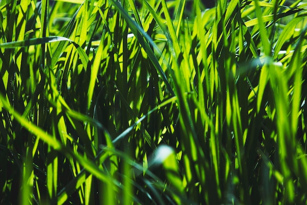 Erba tenera succosa verde in una vista laterale di una giornata di sole