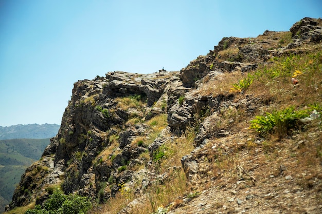 Erba tra le pietre in montagna