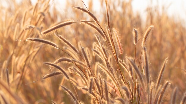 Erba variopinta dei fiori fatta con il gradiente per fondo, l&#39;estratto, la struttura, morbido e vago