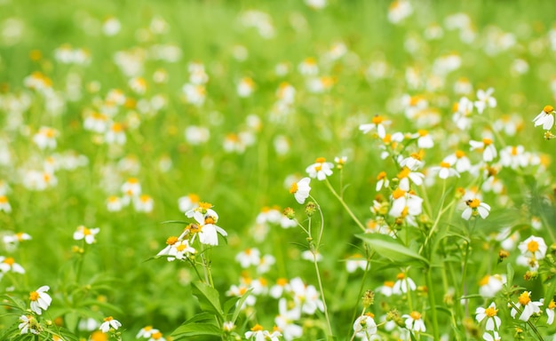 Erba variopinta dei fiori fatta con il gradiente per priorità bassa