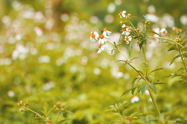 Erba variopinta dei fiori fatta con il gradiente per priorità bassa