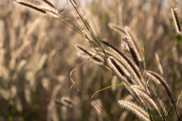 Erba variopinta dei fiori fatta con il gradiente per priorità bassa