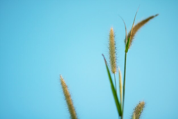 Erba variopinta dei fiori fatta con il gradiente per priorità bassa