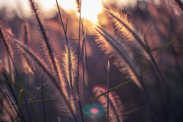 Erba variopinta dei fiori fatta con la pendenza per fondo, stile astratto, di struttura, morbida e vaga