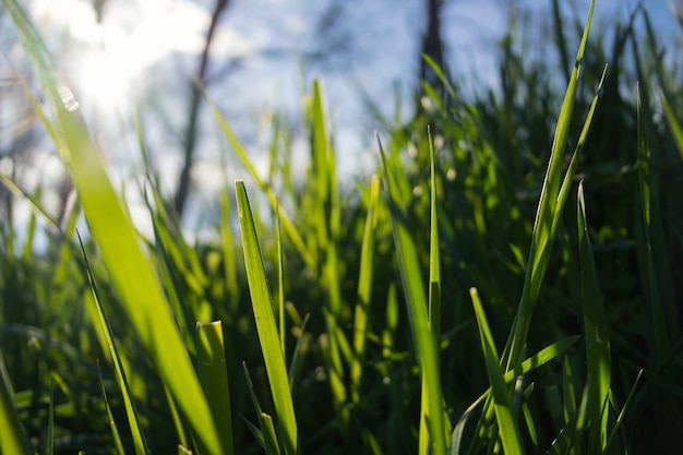 Erba verde al sole