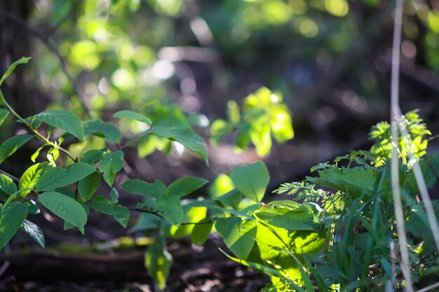 Erba verde alla luce del sole.