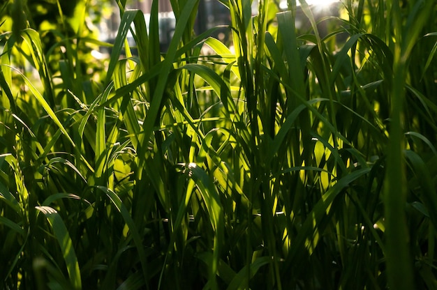 Erba verde alta e brillante nel sole del tardo pomeriggio. Macro di erba alta. Foto sfocata.